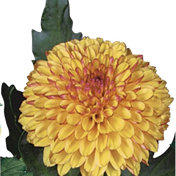 LOLLIPOP YELLOW